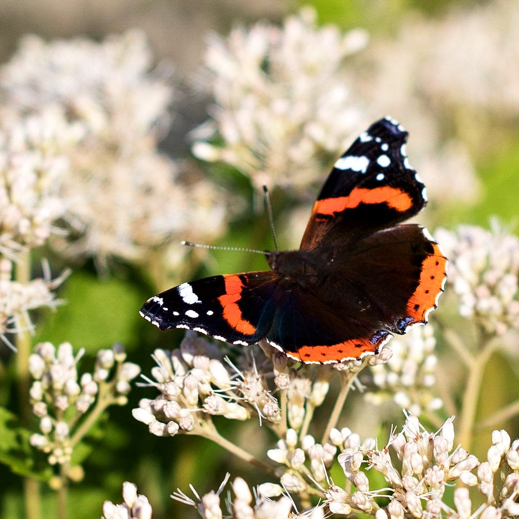 Großer Wasserdost 'Album' (Eupatorium fistulosum)