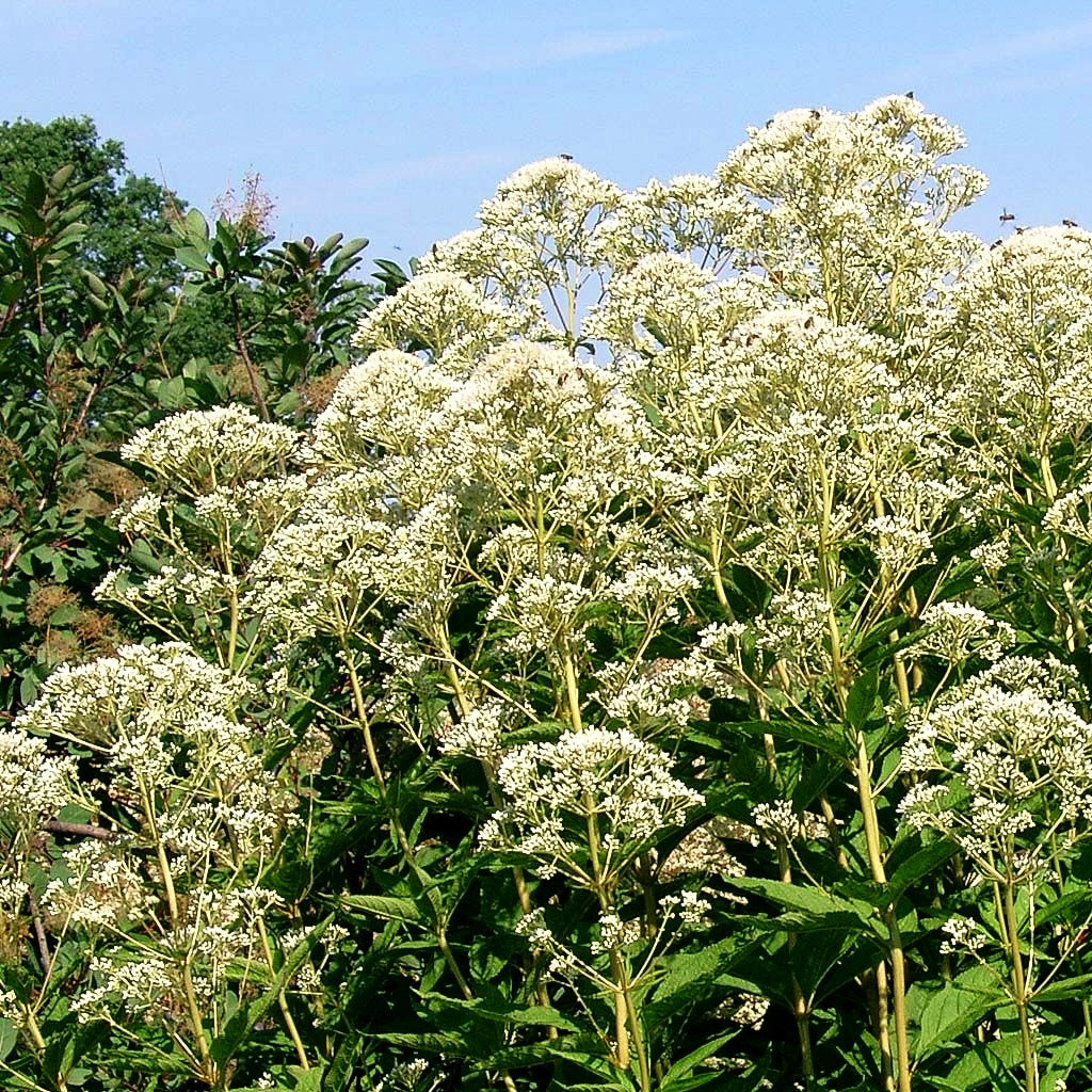 Großer Wasserdost 'Album' (Eupatorium fistulosum)