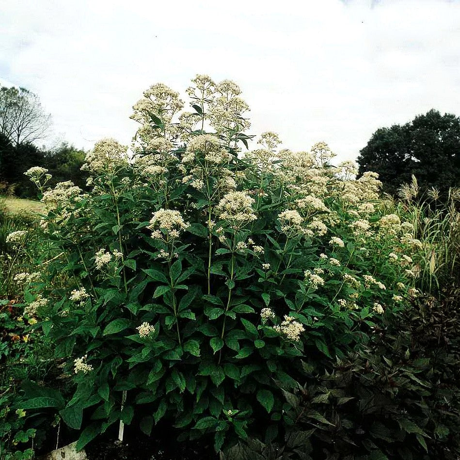 Großer Wasserdost 'Album' (Eupatorium fistulosum)