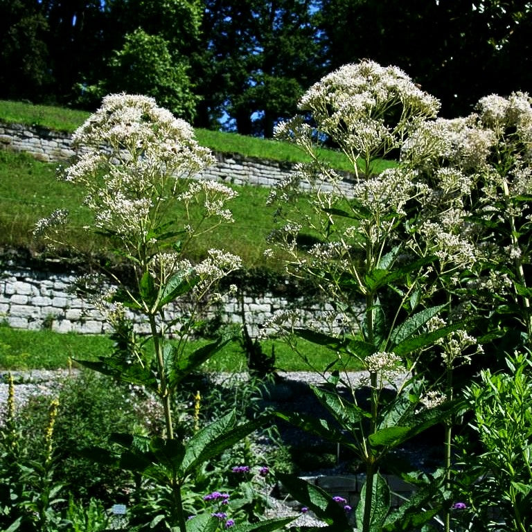 Großer Wasserdost 'Album' (Eupatorium fistulosum)
