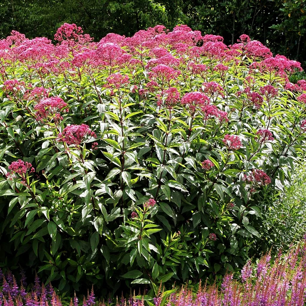 Großer Wasserdost 'Atropurpureum' (Eupatorium fistulosum)