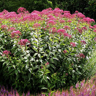 Großer Wasserdost 'Atropurpureum' (Eupatorium fistulosum)
