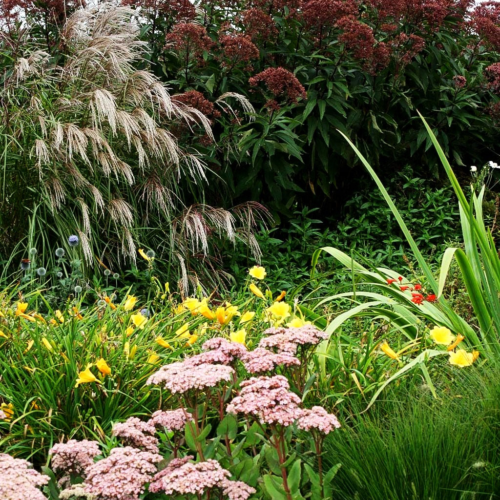 Großer Wasserdost 'Atropurpureum' (Eupatorium fistulosum)
