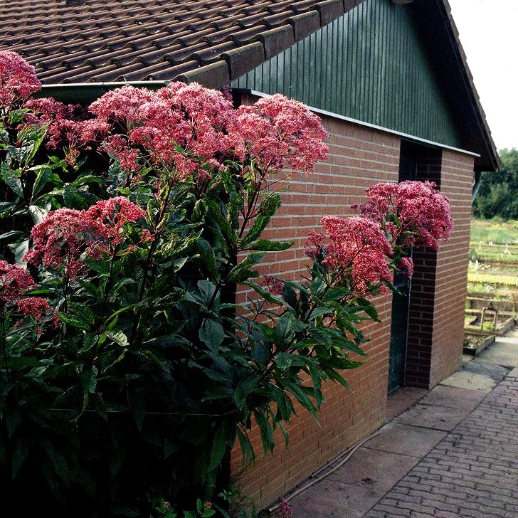 Großer Wasserdost 'Riesenschirm' (Eupatorium fistulosum)