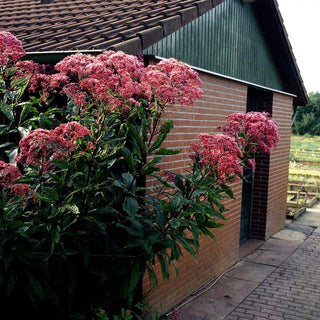 Großer Wasserdost 'Riesenschirm' (Eupatorium fistulosum)