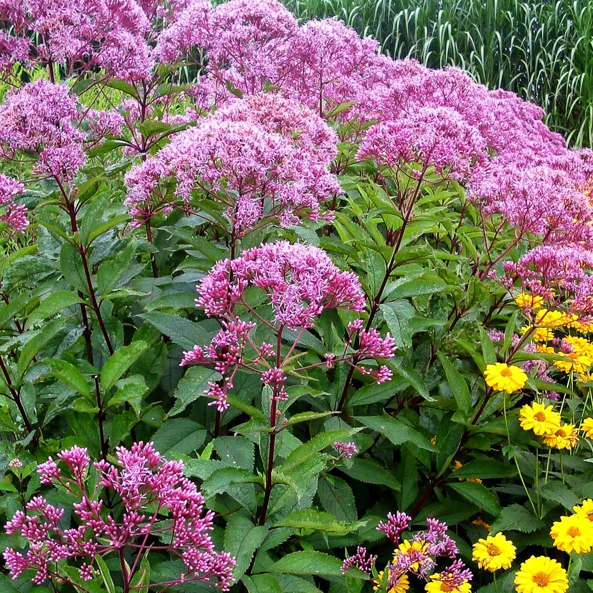 Großer Wasserdost 'Riesenschirm' (Eupatorium fistulosum)