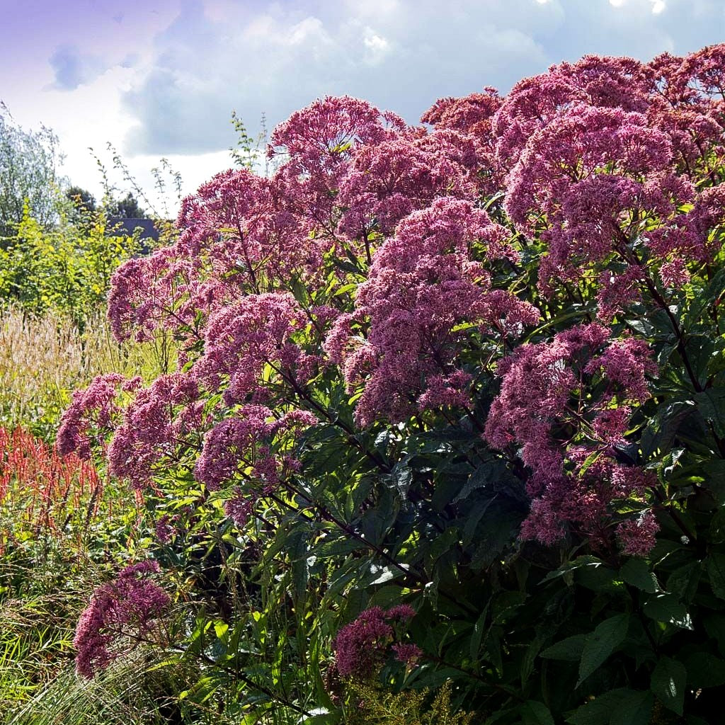 Großer Wasserdost 'Riesenschirm' (Eupatorium fistulosum)