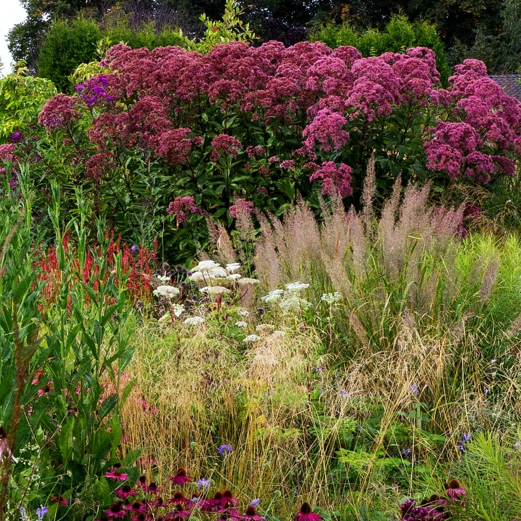 Großer Wasserdost 'Riesenschirm' (Eupatorium fistulosum)