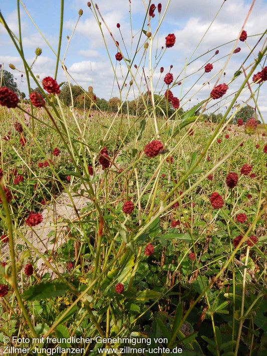 Großer Wiesenknopf 'Red Thunder' (Sanguisorba officinalis)