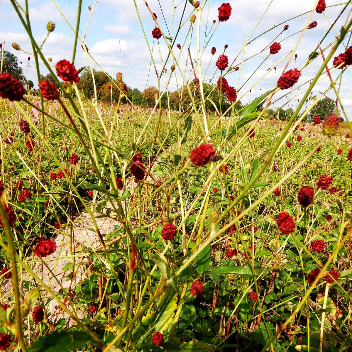 Großer Wiesenknopf 'Red Thunder' (Sanguisorba officinalis)