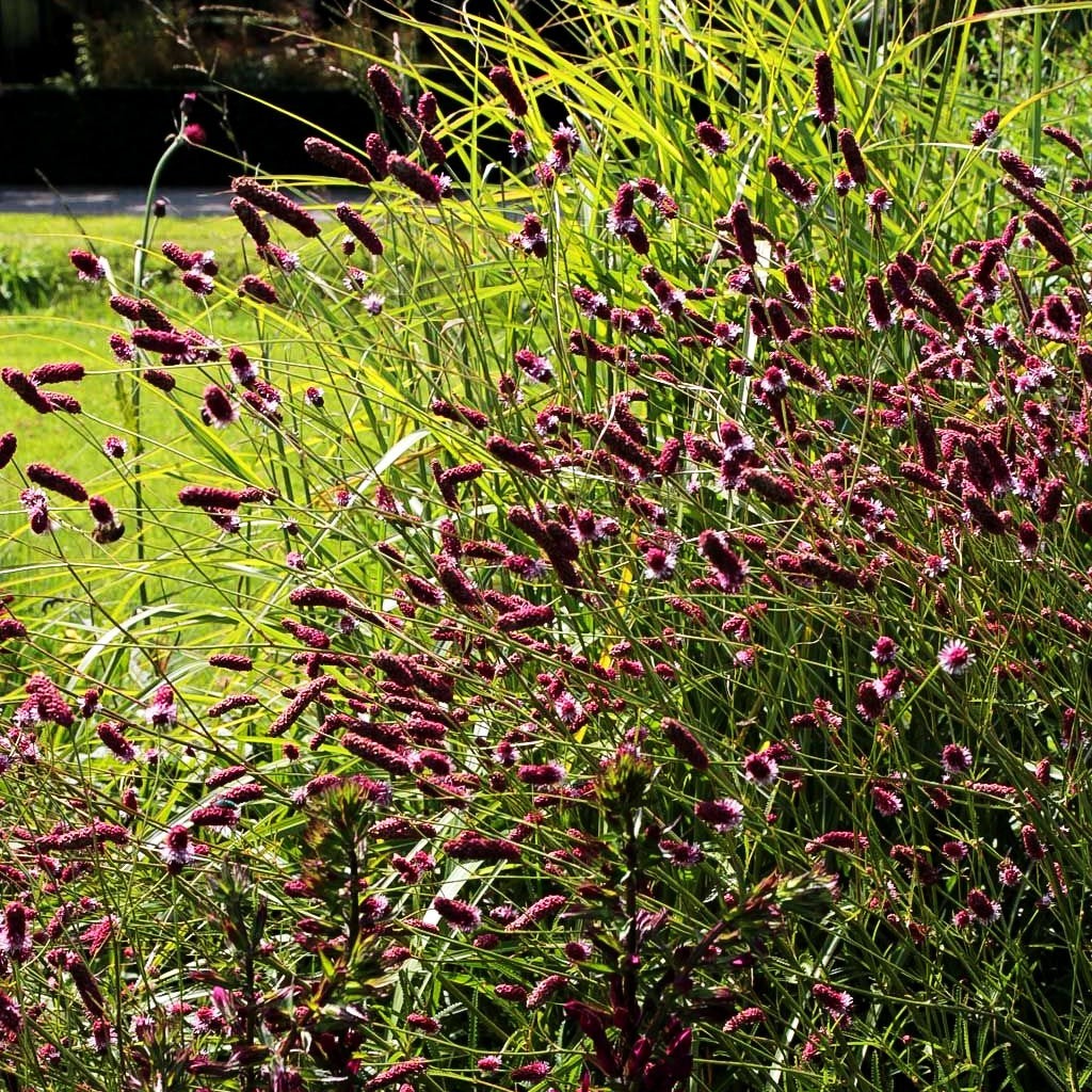 Großer Wiesenknopf 'Red Thunder' (Sanguisorba officinalis)