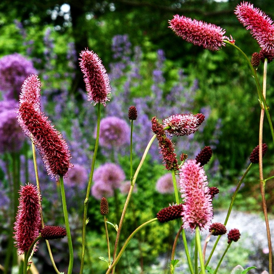 Großer Wiesenknopf 'Red Thunder' (Sanguisorba officinalis)