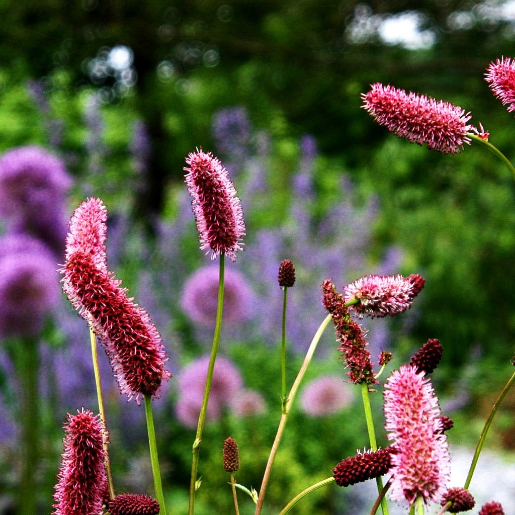 Großer Wiesenknopf 'Red Thunder' (Sanguisorba officinalis)