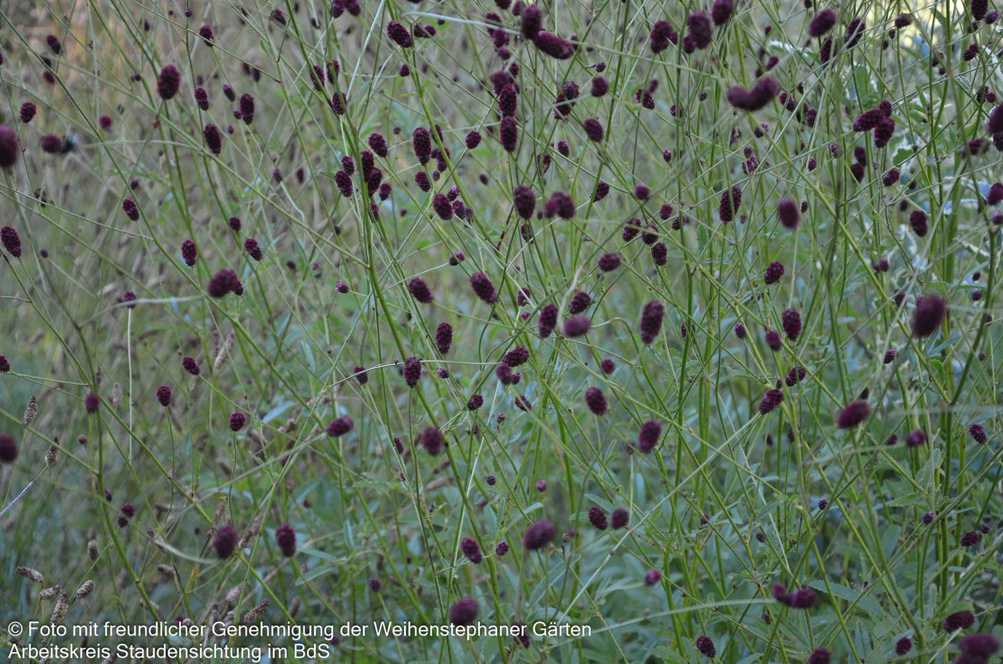 Großer Wiesenknopf 'Red Thunder' (Sanguisorba officinalis)