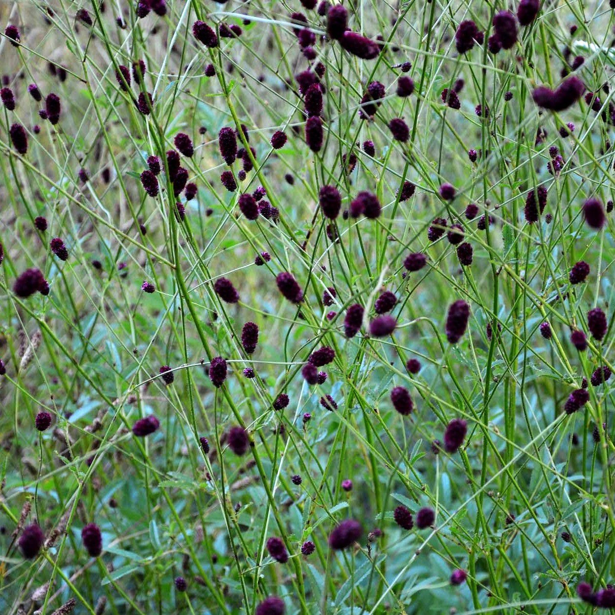 Großer Wiesenknopf 'Red Thunder' (Sanguisorba officinalis)