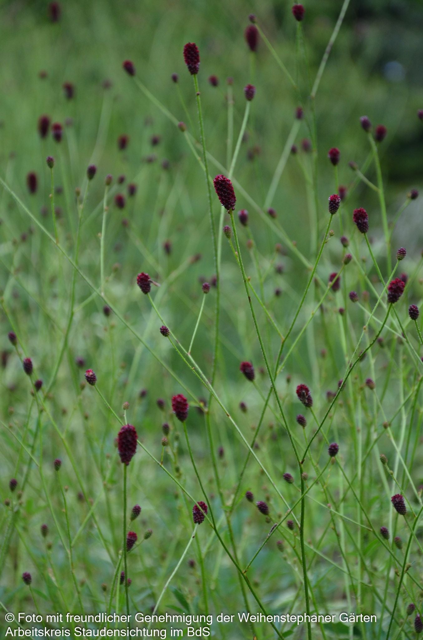 Großer Wiesenknopf 'Red Thunder' (Sanguisorba officinalis)