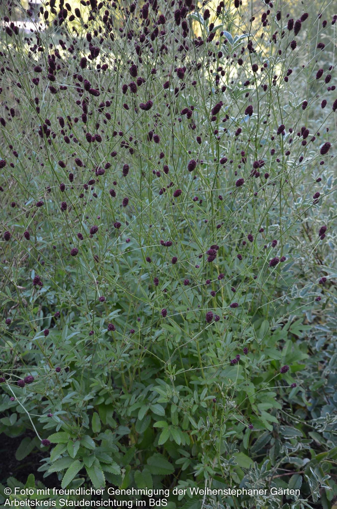 Großer Wiesenknopf 'Red Thunder' (Sanguisorba officinalis)