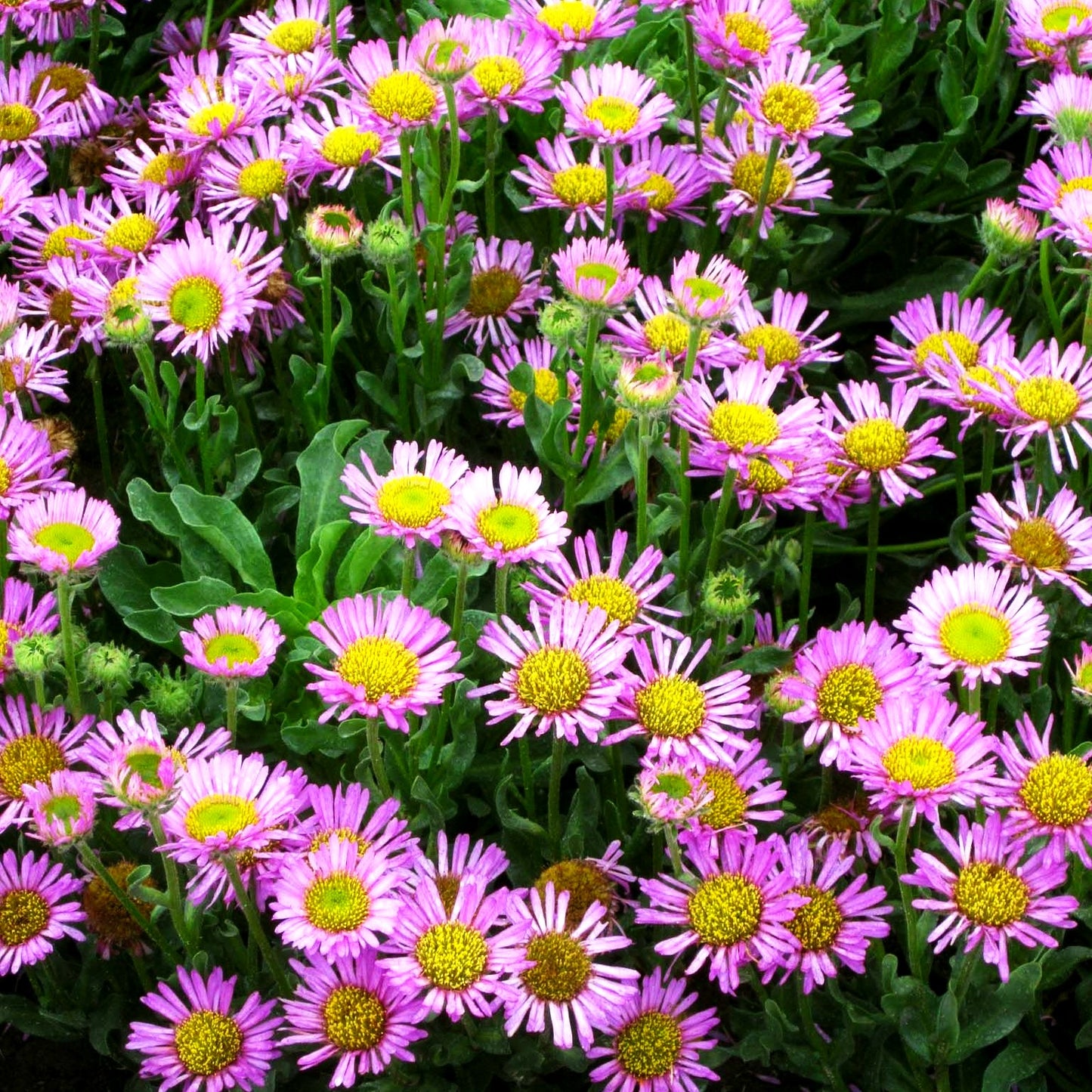 Großes Gänseblümchen 'Sea Breeze' (Erigeron glaucus)