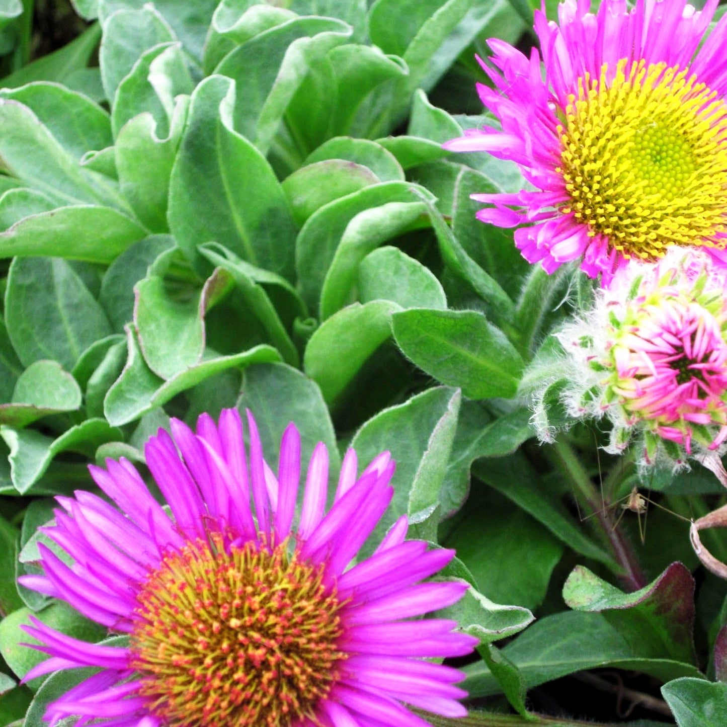 Großes Gänseblümchen 'Sea Breeze' (Erigeron glaucus)