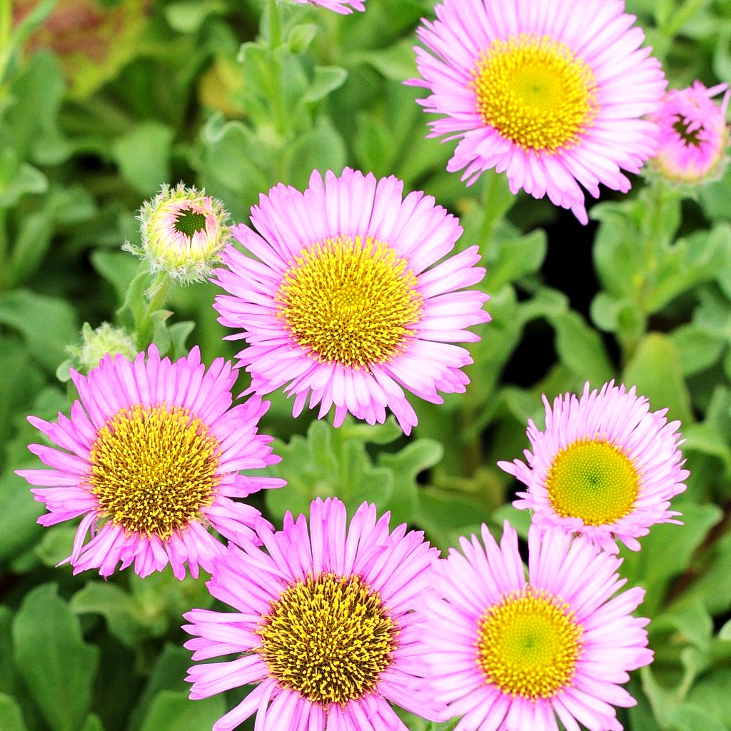 Großes Gänseblümchen 'Sea Breeze' (Erigeron glaucus)