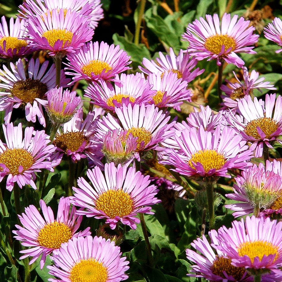 Großes Gänseblümchen 'Sea Breeze' (Erigeron glaucus)