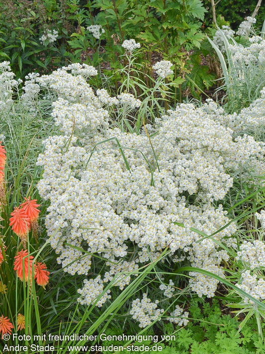 Großes Perlkörbchen 'Neuschnee' (Anaphalis margaritacea)