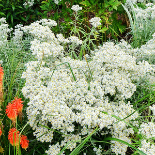 Großes Perlkörbchen 'Neuschnee' (Anaphalis margaritacea)
