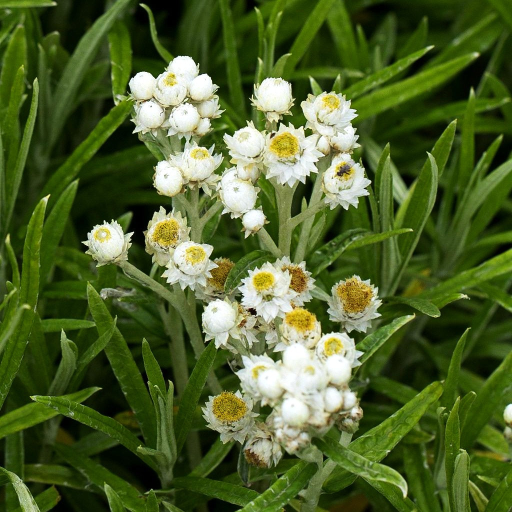 Großes Perlkörbchen 'Neuschnee' (Anaphalis margaritacea)