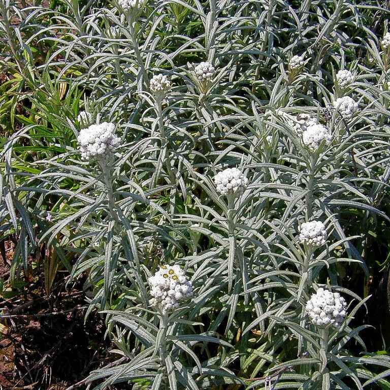 Großes Perlkörbchen 'Neuschnee' (Anaphalis margaritacea)