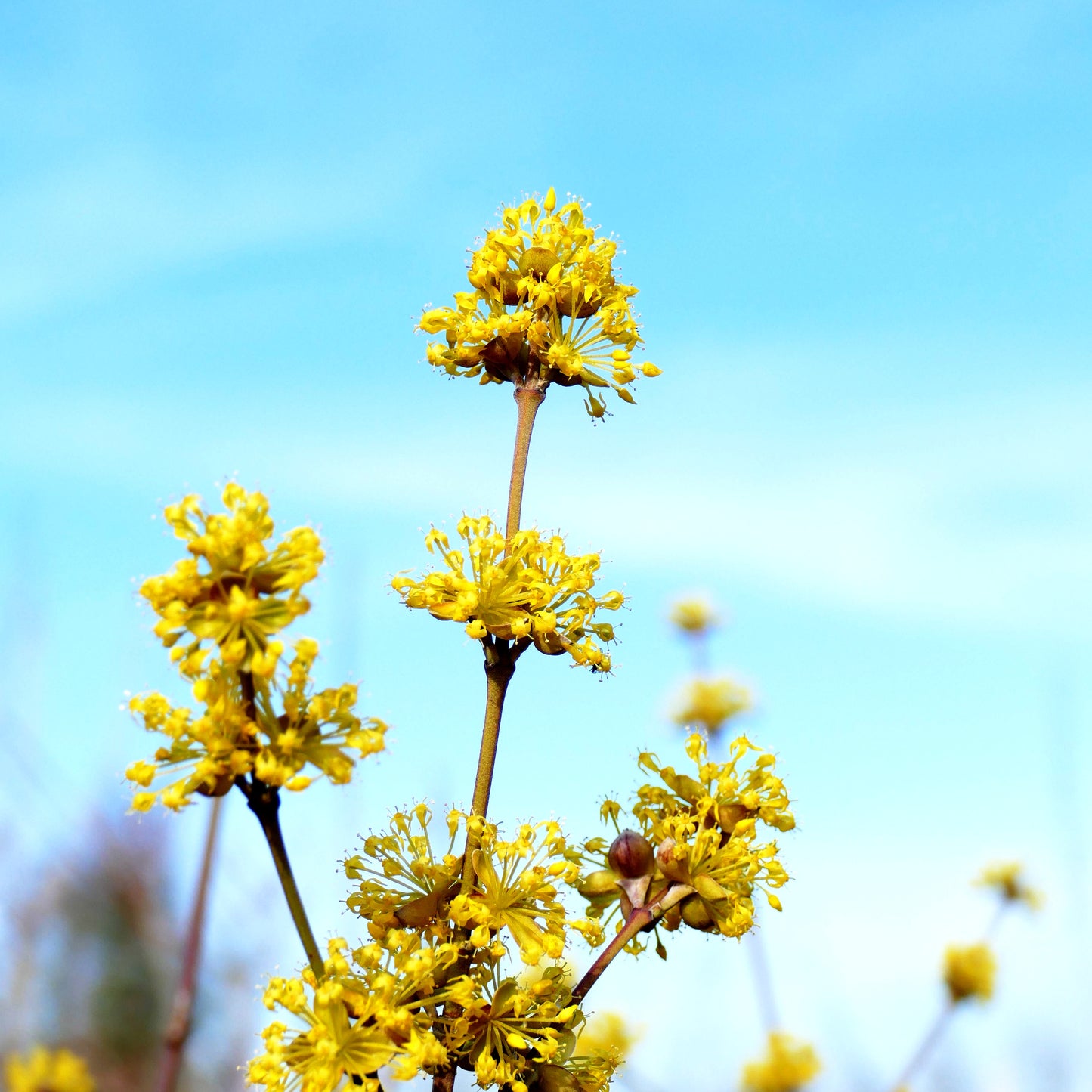Großfrüchtige Kornelkirsche 'Jolico' (Cornus mas)