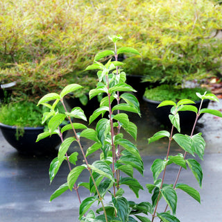 Großfrüchtige Kornelkirsche 'Kasanlaker' (Cornus mas)
