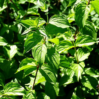 Großfrüchtige Kornelkirsche 'Schönbrunner Gourmet Dirndl' (Cornus mas)