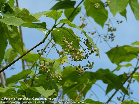 Großfrüchtiges Pfaffenhütchen (Euonymus planipes)
