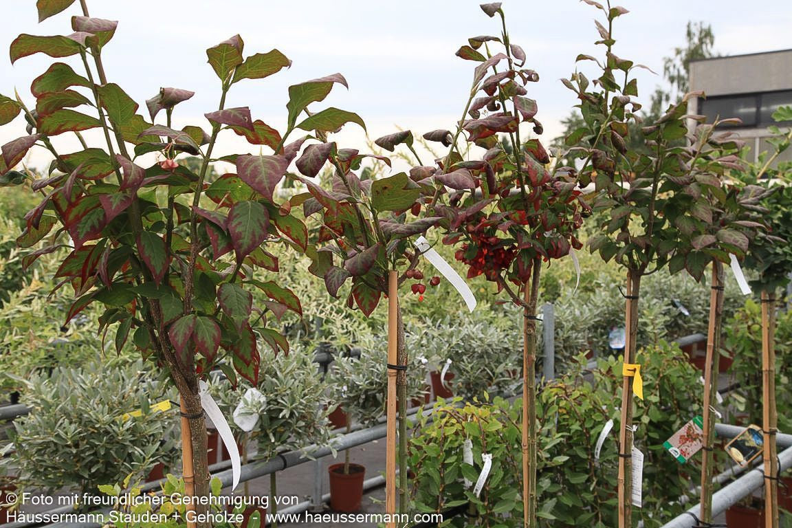 Großfrüchtiges Pfaffenhütchen (Euonymus planipes)
