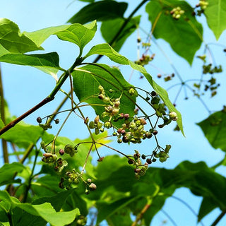 Großfrüchtiges Pfaffenhütchen (Euonymus planipes)