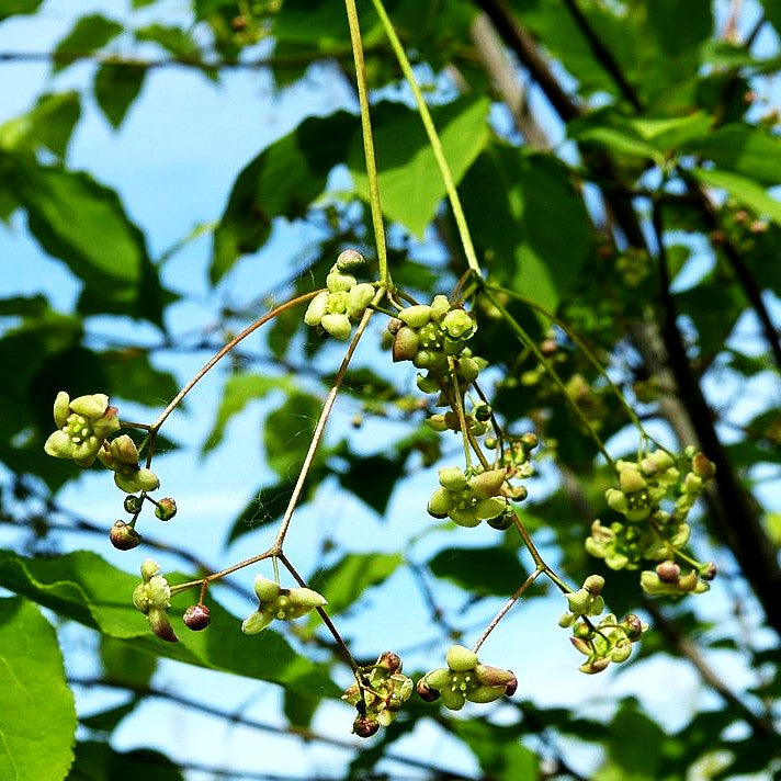 Großfrüchtiges Pfaffenhütchen (Euonymus planipes)
