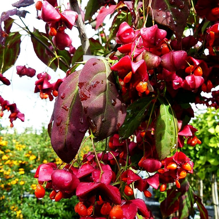 Großfrüchtiges Pfaffenhütchen (Euonymus planipes)