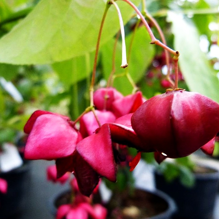 Großfrüchtiges Pfaffenhütchen (Euonymus planipes)