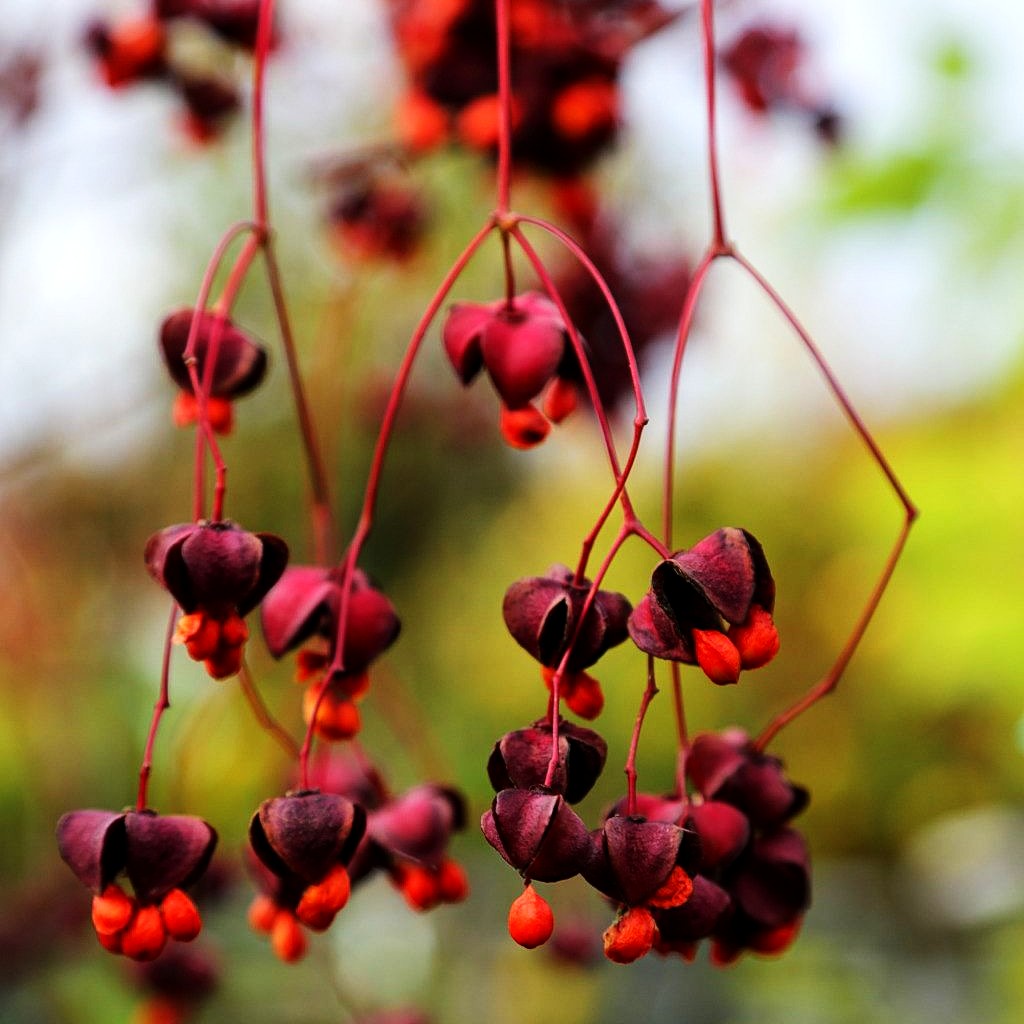 Großfrüchtiges Pfaffenhütchen (Euonymus planipes)