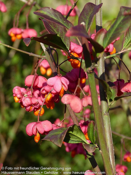 Großfrüchtiges Pfaffenhütchen 'Red Cascade' (Euonymus europaeus)