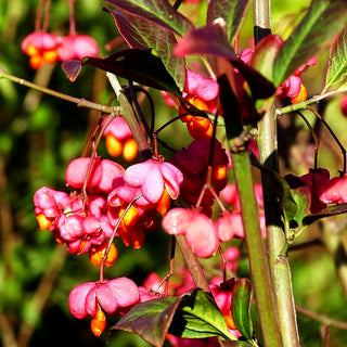 Großfrüchtiges Pfaffenhütchen 'Red Cascade' (Euonymus europaeus)