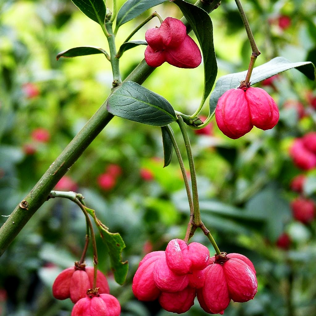 Großfrüchtiges Pfaffenhütchen 'Red Cascade' (Euonymus europaeus)