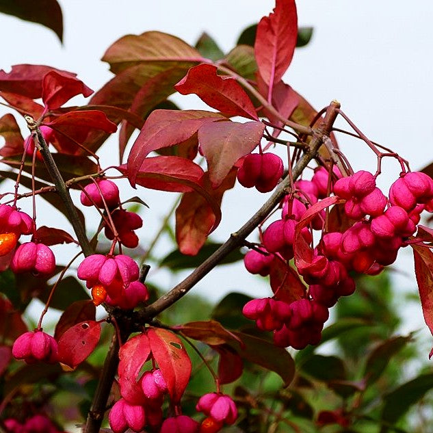 Großfrüchtiges Pfaffenhütchen 'Red Cascade' (Euonymus europaeus)