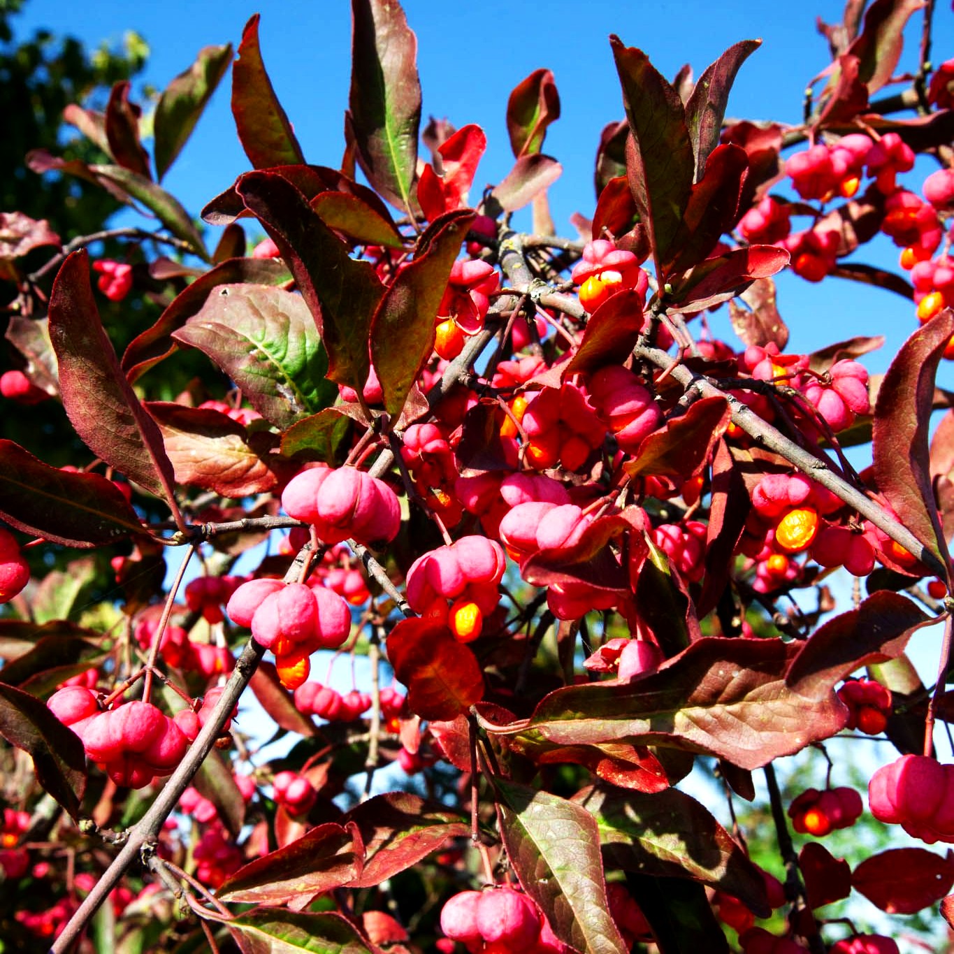 Großfrüchtiges Pfaffenhütchen 'Red Cascade' (Euonymus europaeus)