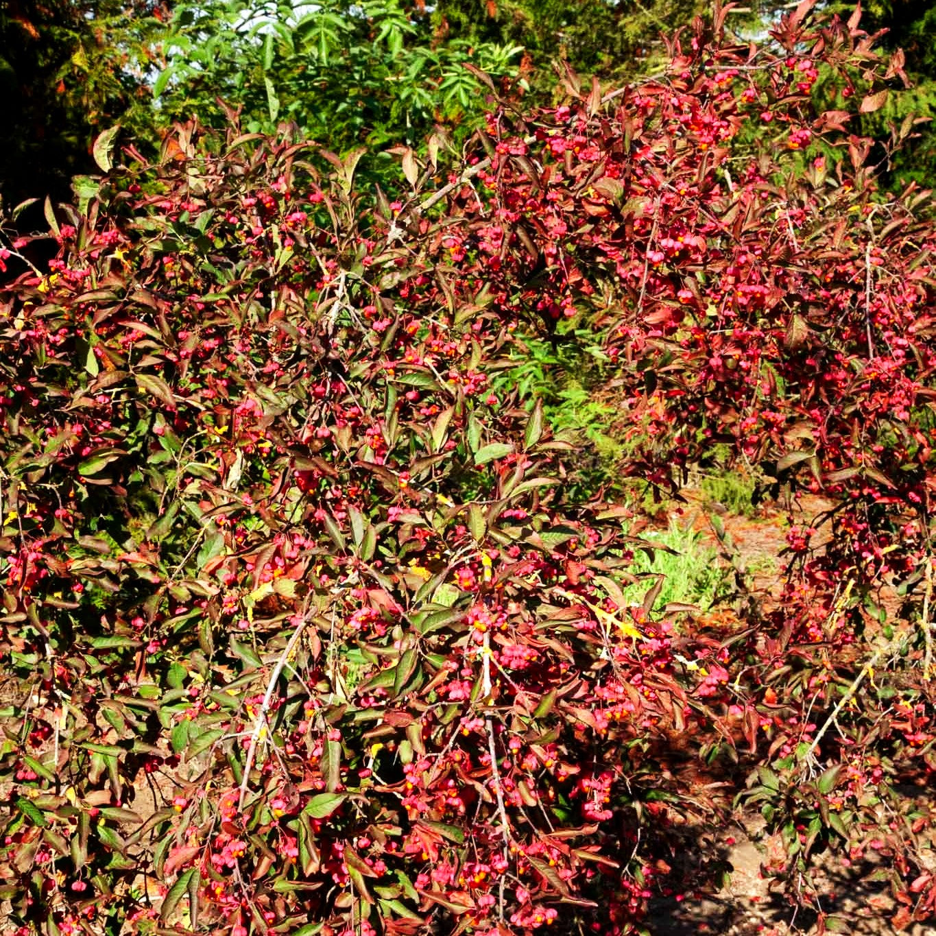 Großfrüchtiges Pfaffenhütchen 'Red Cascade' (Euonymus europaeus)