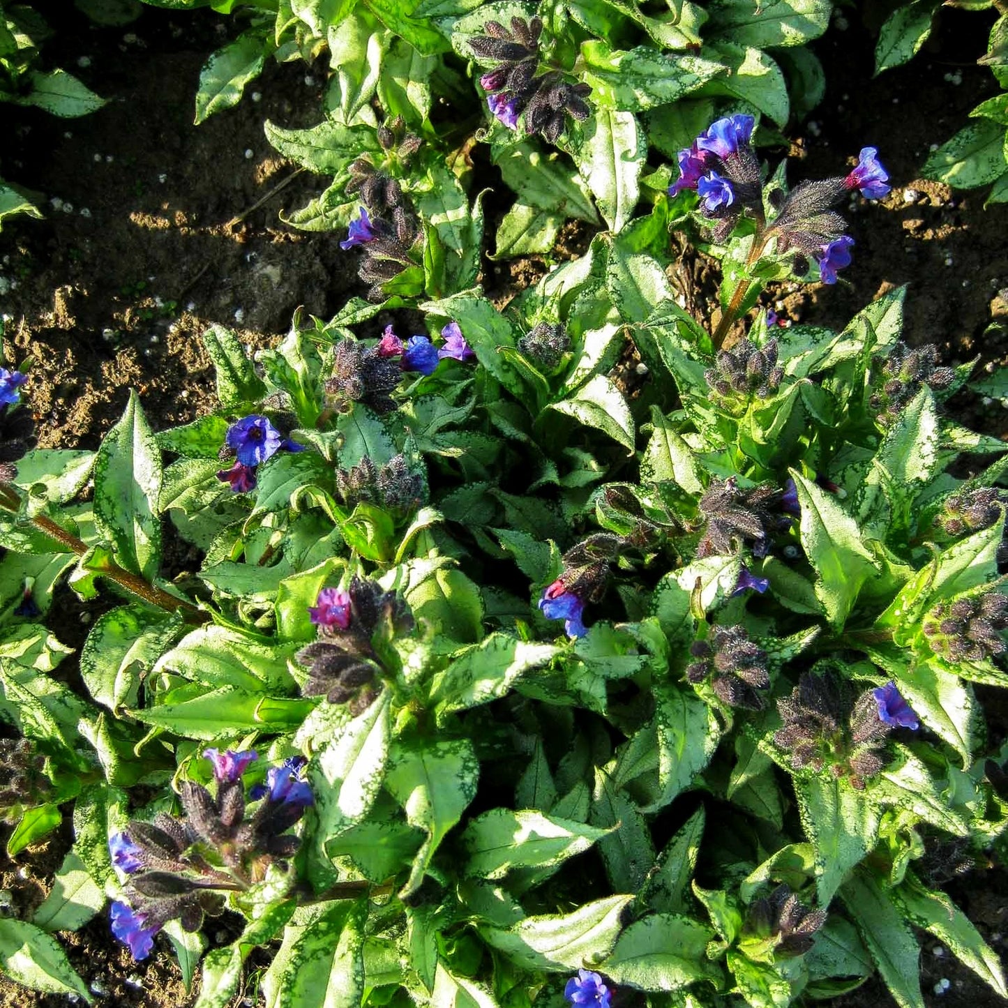 Großgeflecktes Lungenkraut 'Majeste' (Pulmonaria saccharata)