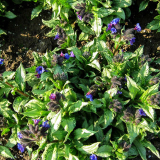 Großgeflecktes Lungenkraut 'Majeste' (Pulmonaria saccharata)