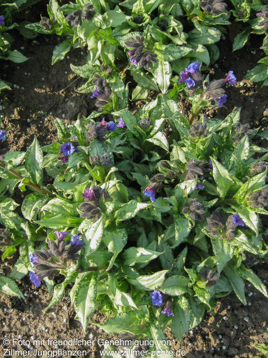 Großgeflecktes Lungenkraut 'Majeste' (Pulmonaria saccharata)