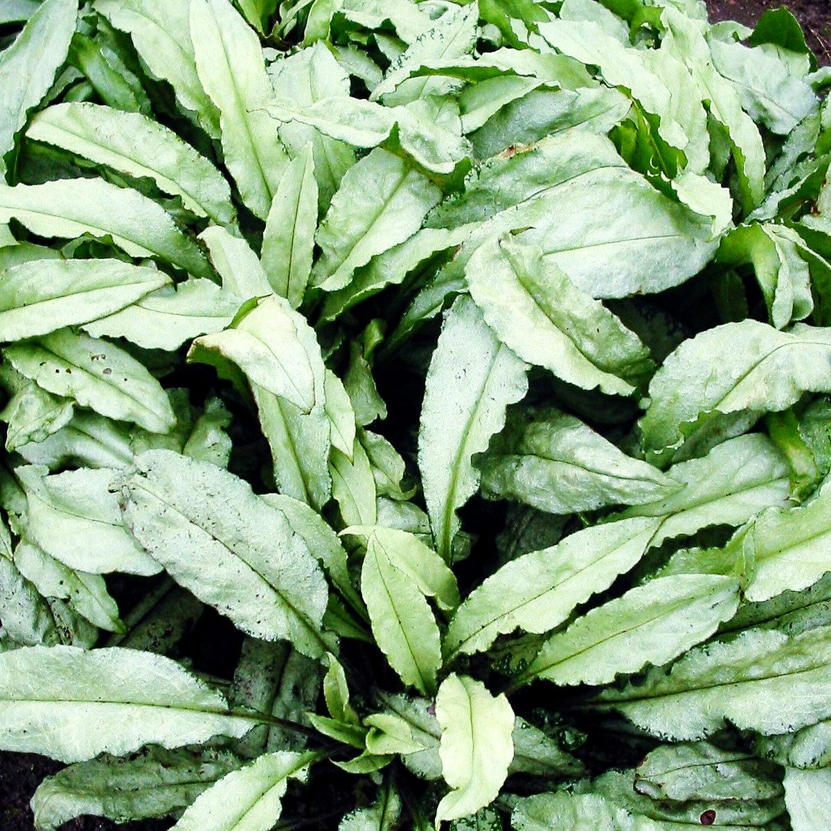 Großgeflecktes Lungenkraut 'Majeste' (Pulmonaria saccharata)