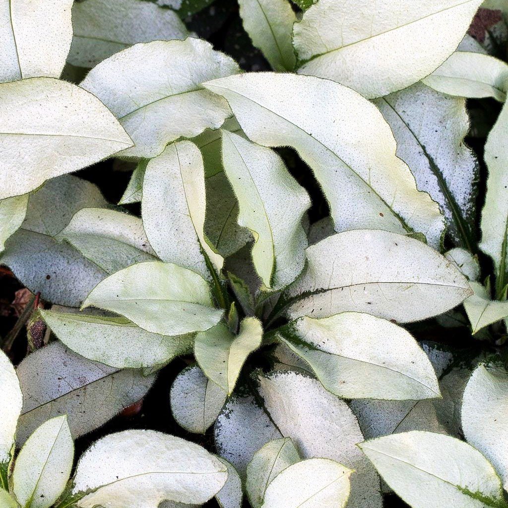 Großgeflecktes Lungenkraut 'Majeste' (Pulmonaria saccharata)